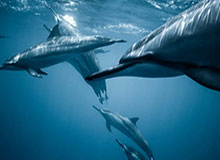 云开官网-雄鹿过去两年最大问题仍未解决 字母留队愈发渺茫